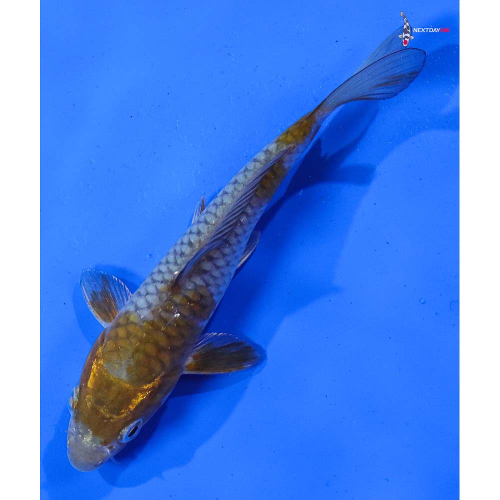 6” Imported Ochiba Shigure