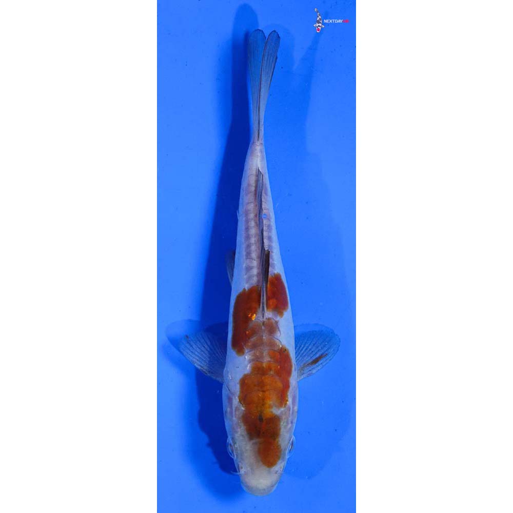 6” Imported Doitsu Ochiba Shigure