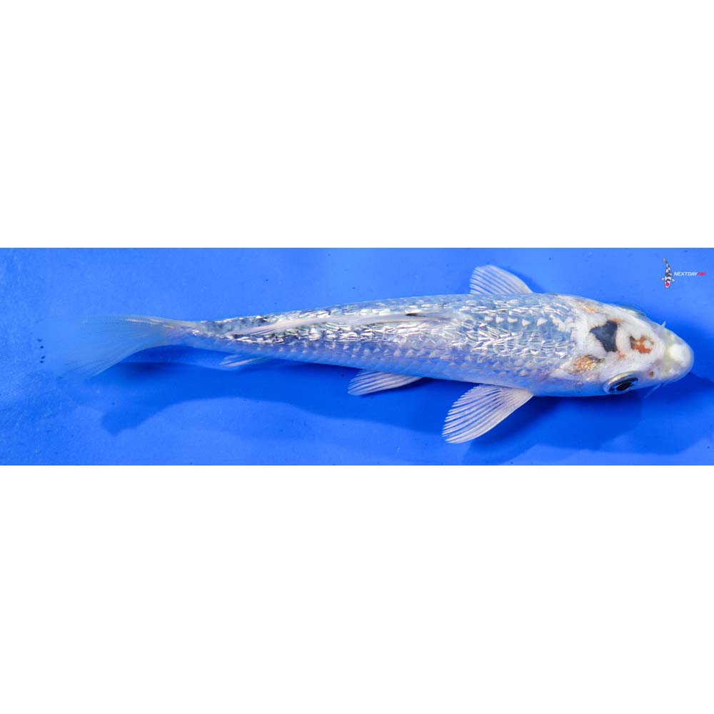 6” Imported Gin Rin Gin Matsuba