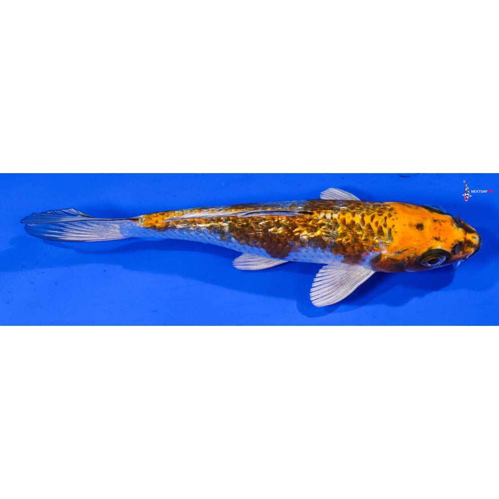 6.5” Imported Gin Rin Kujaku