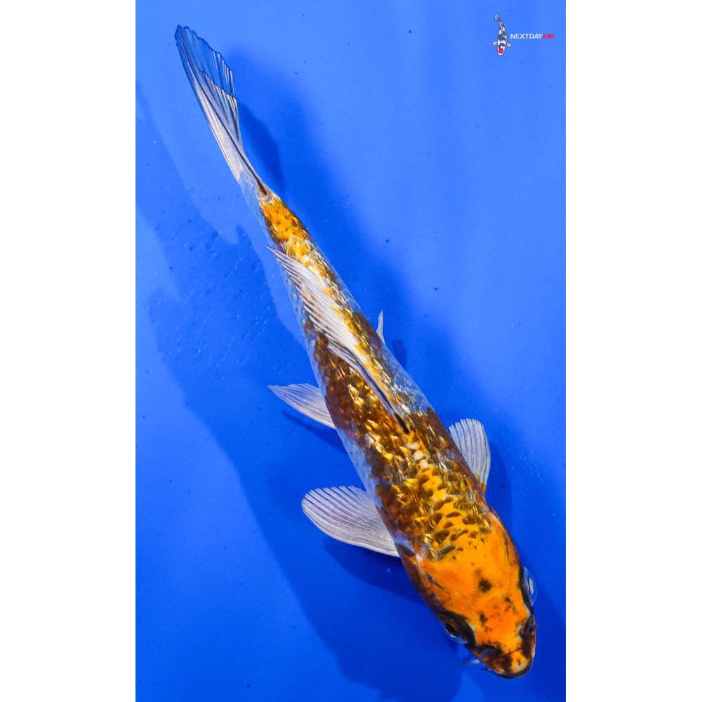 6.5” Imported Gin Rin Kujaku