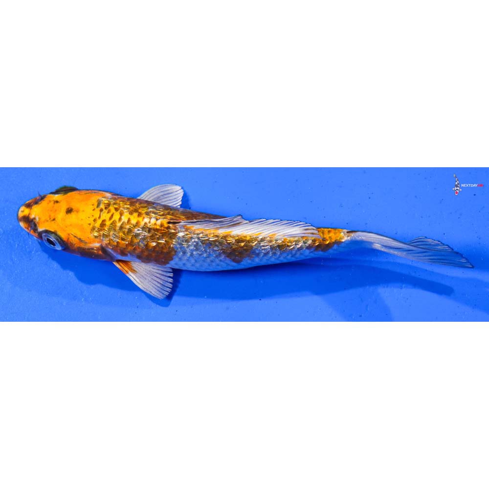 6.5” Imported Gin Rin Kujaku