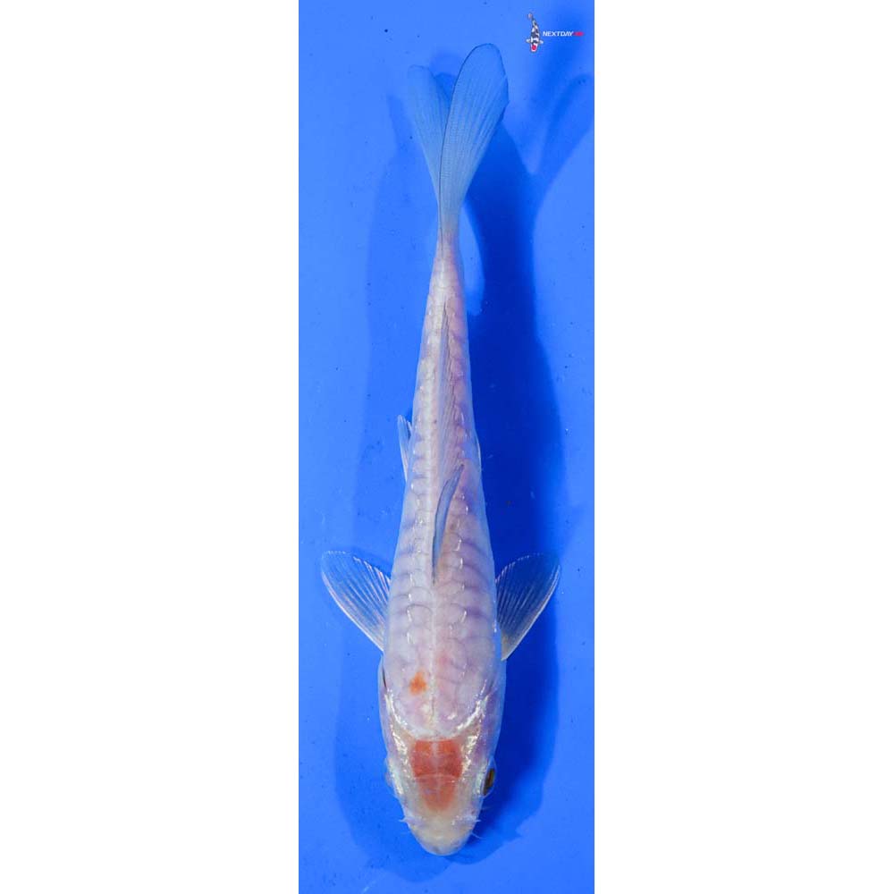 6.5” Imported Armor Scaled Ochiba Shigure