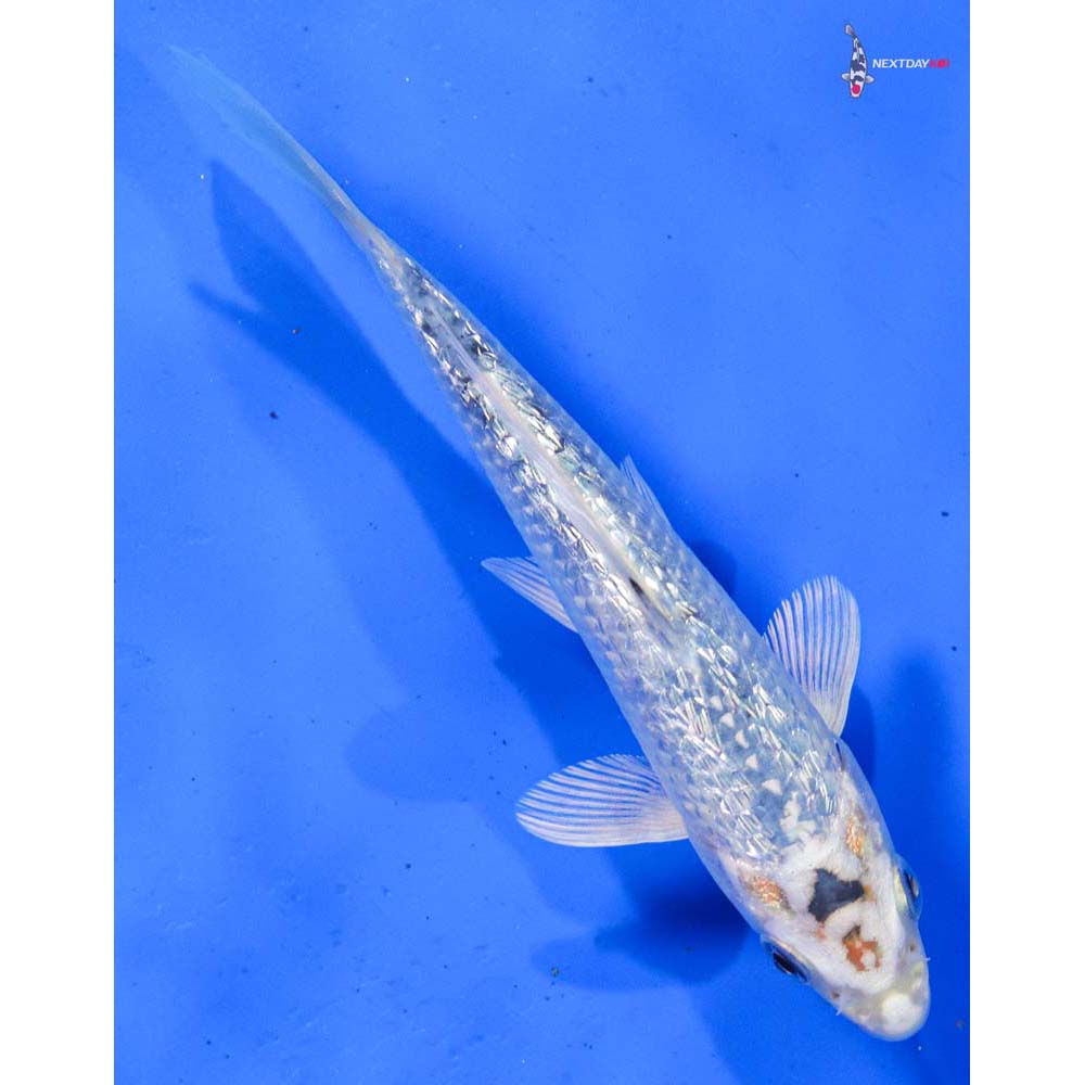 6” Imported Gin Rin Gin Matsuba