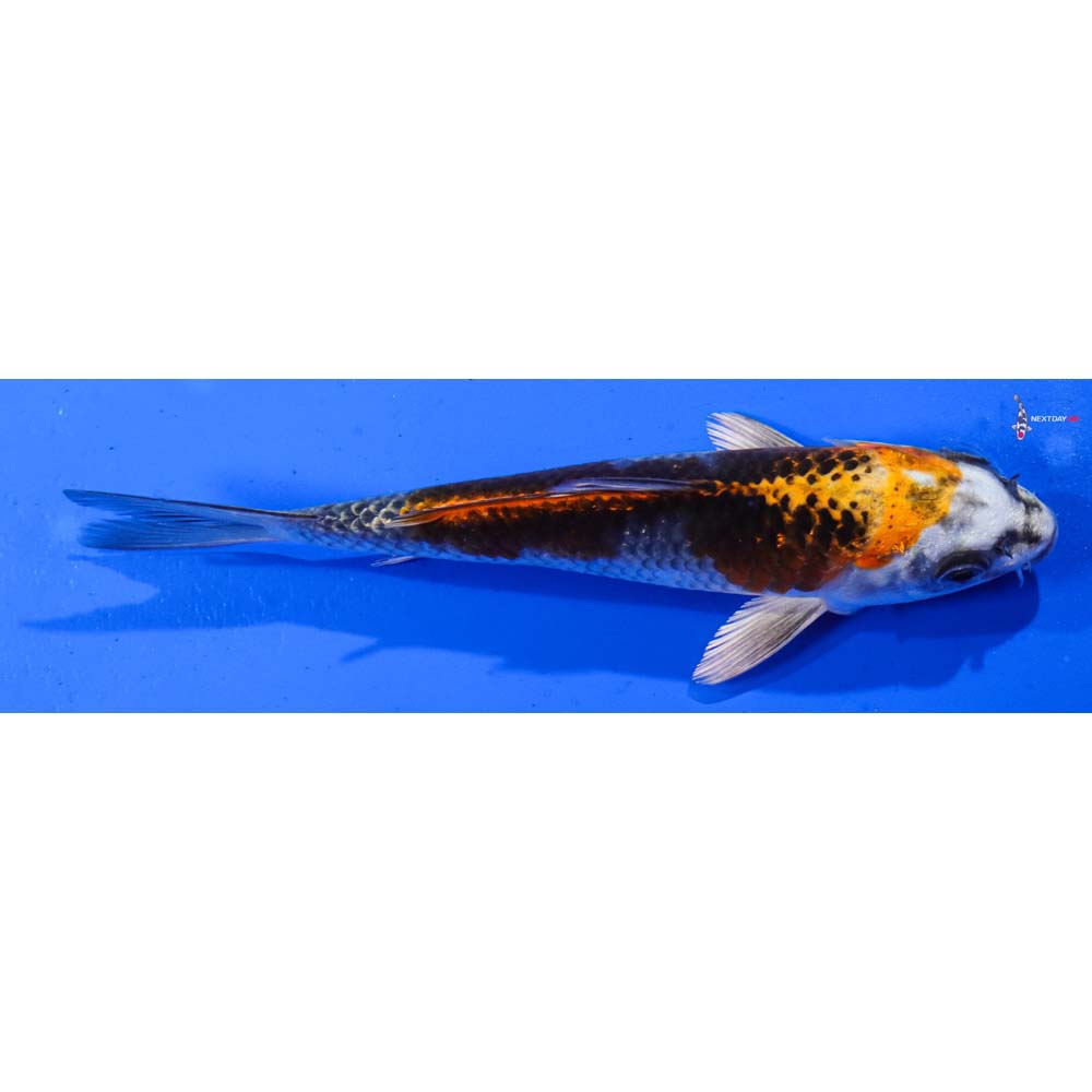6.5” Imported Kujaku