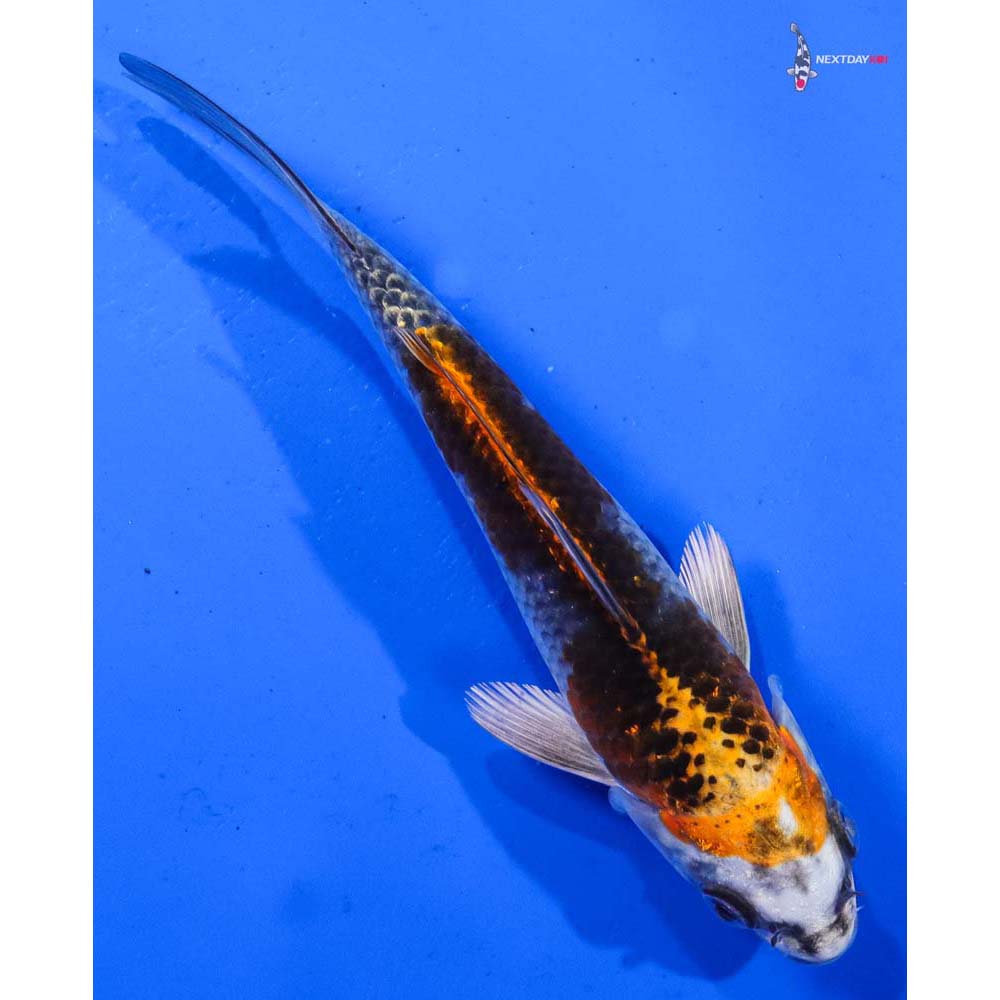 6.5” Imported Kujaku