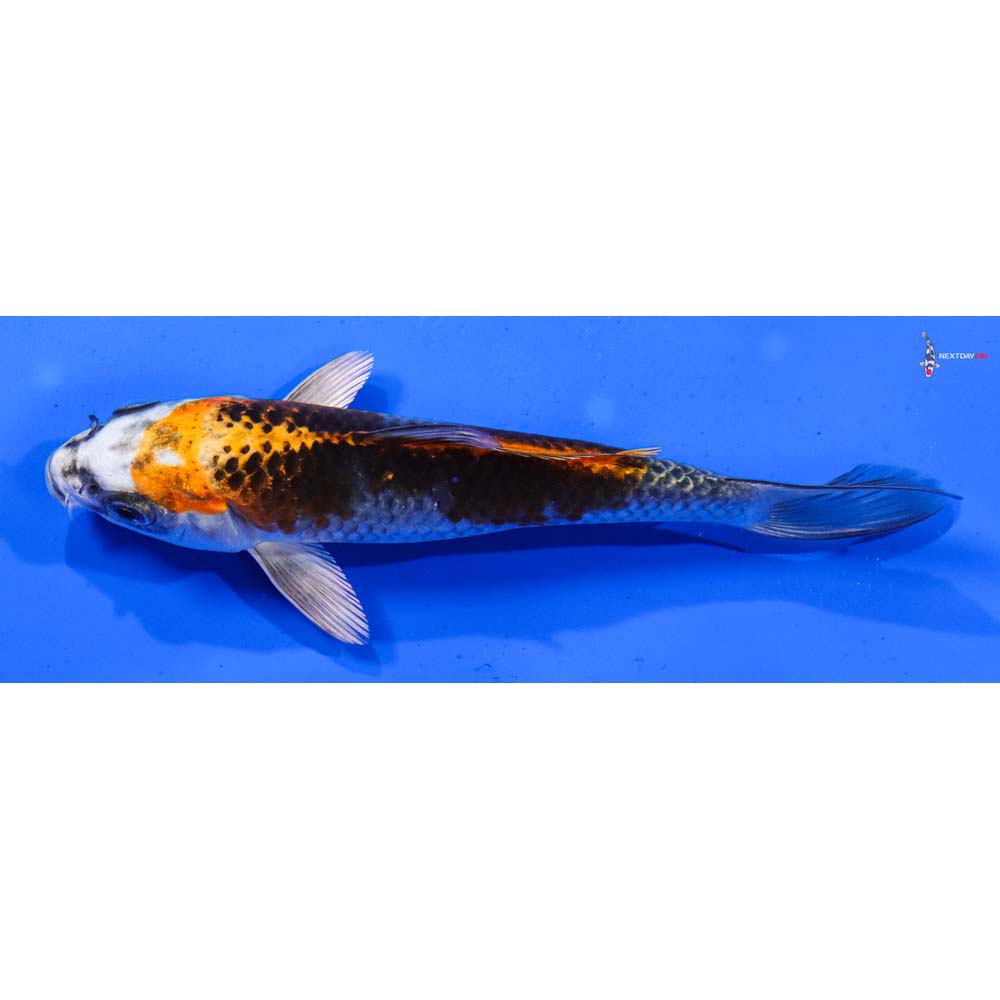 6.5” Imported Kujaku