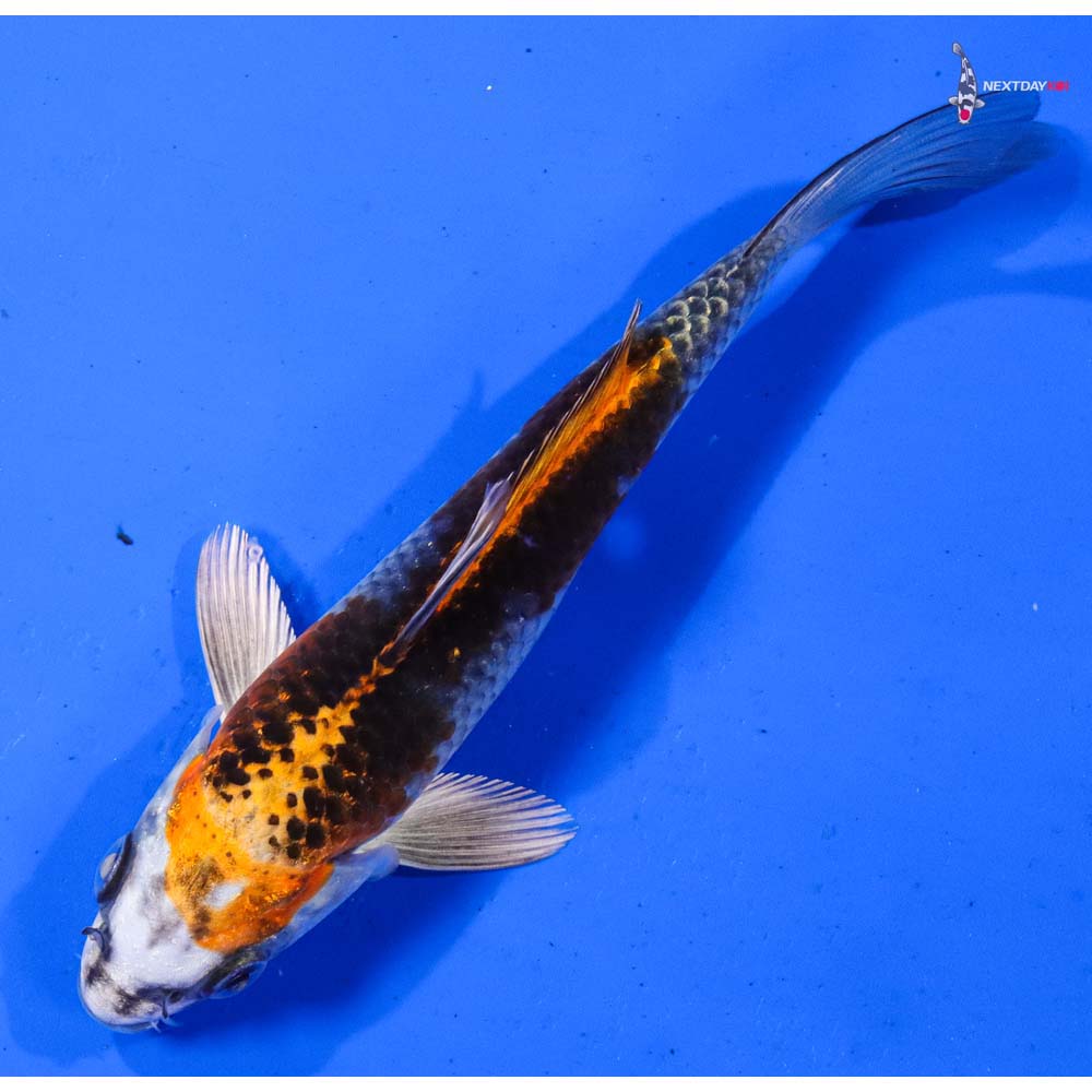 6.5” Imported Kujaku