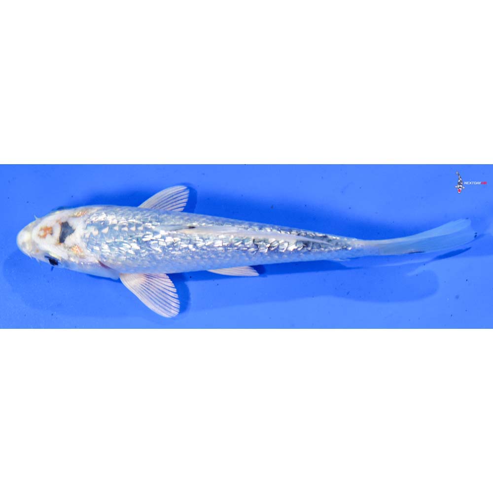 6” Imported Gin Rin Gin Matsuba