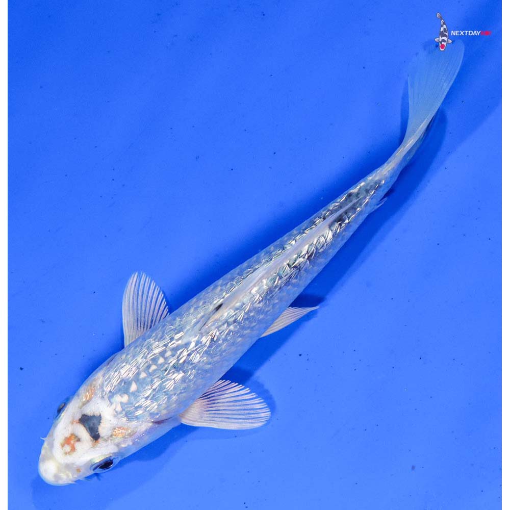 6” Imported Gin Rin Gin Matsuba