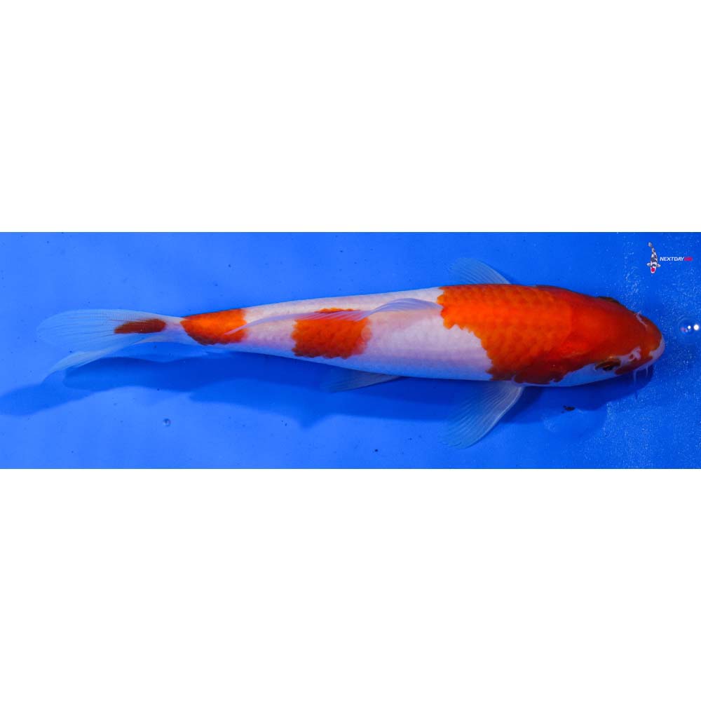 7” Imported Kohaku