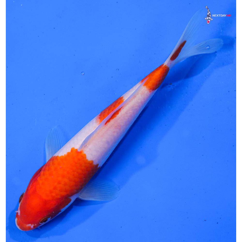 7” Imported Kohaku