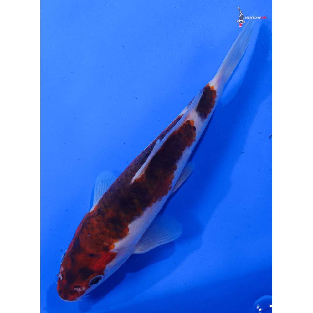 7” Imported Goromo