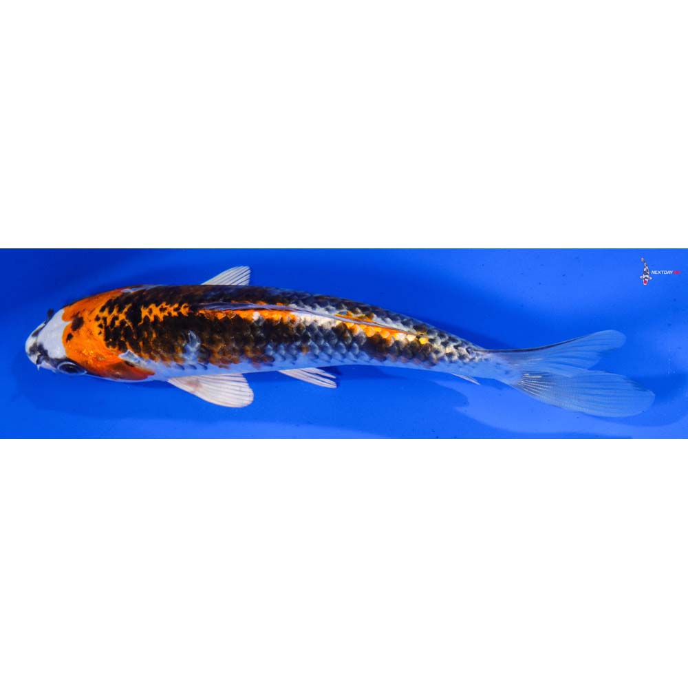 7” Imported Kujaku