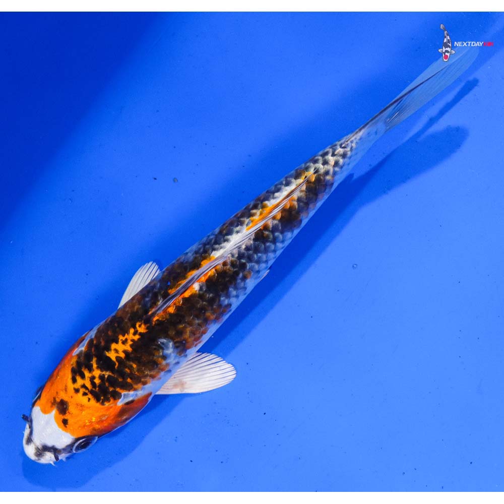 7” Imported Kujaku