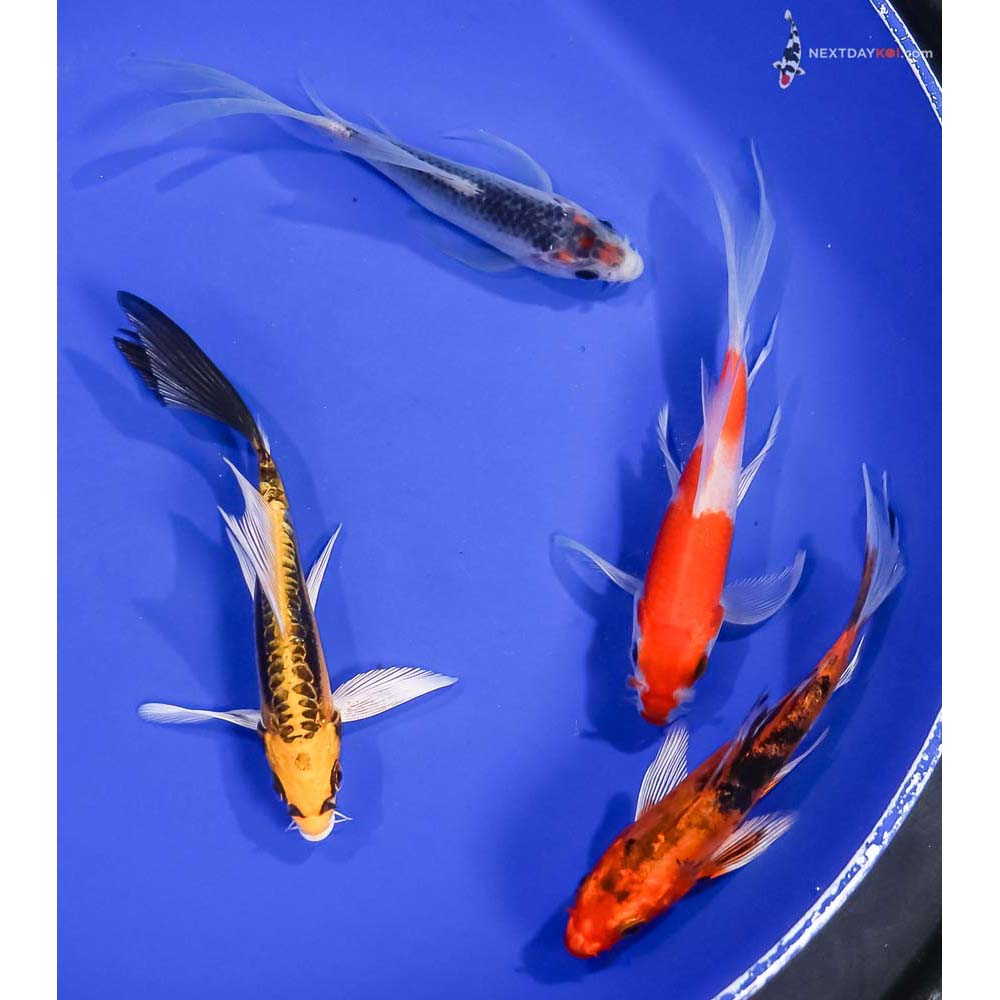 Lot of (4) 4.5-5.5" Imported Assorted Butterfly Koi