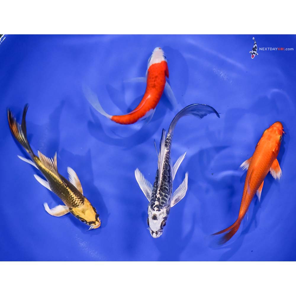 Lot of (4) 4.5-5.5" Imported Assorted Butterfly Koi