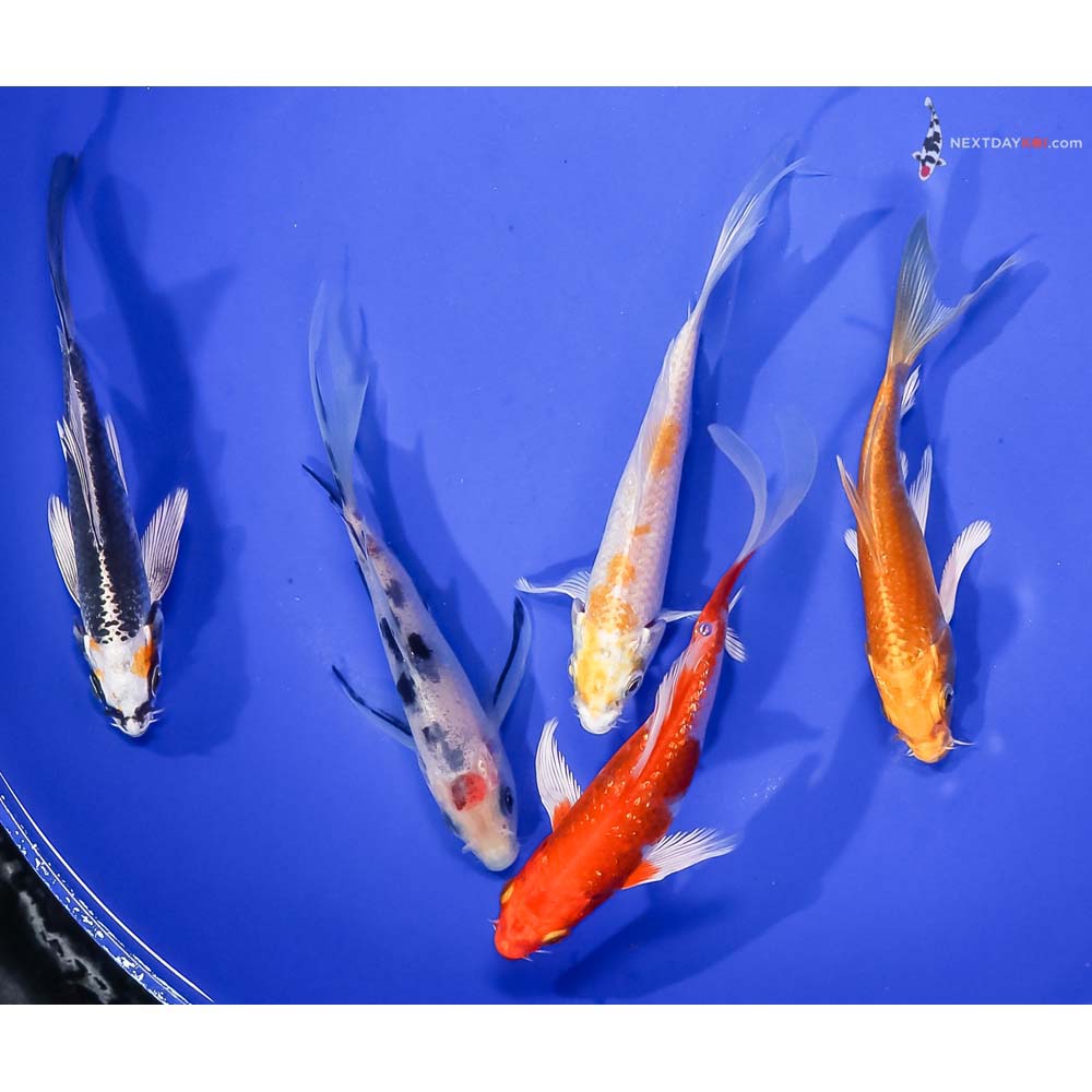 Lot of (5) 4.5-5.5" Imported Assorted Butterfly Koi