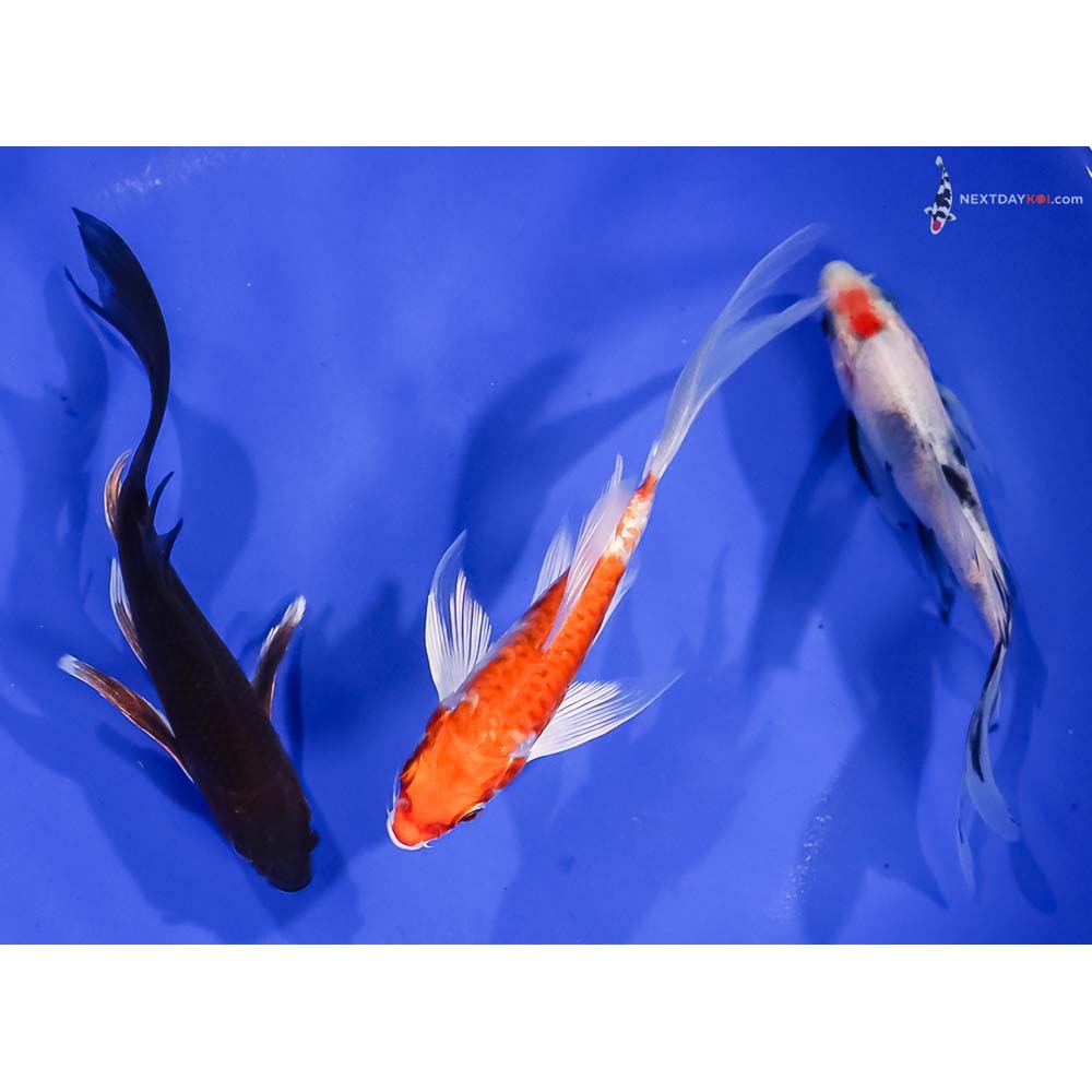 Lot of (3) 4.5-5.5" Imported Assorted Butterfly Koi