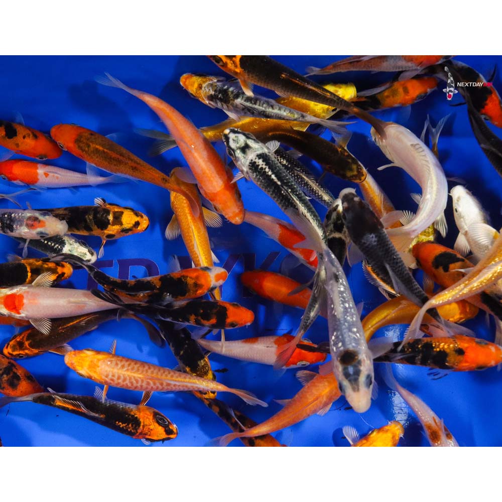 A Grade (Standard Grade) Imported Koi - Image 14