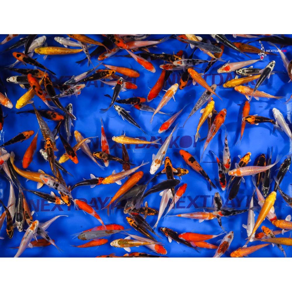 A Grade (Standard Grade) Imported Koi - Image 13