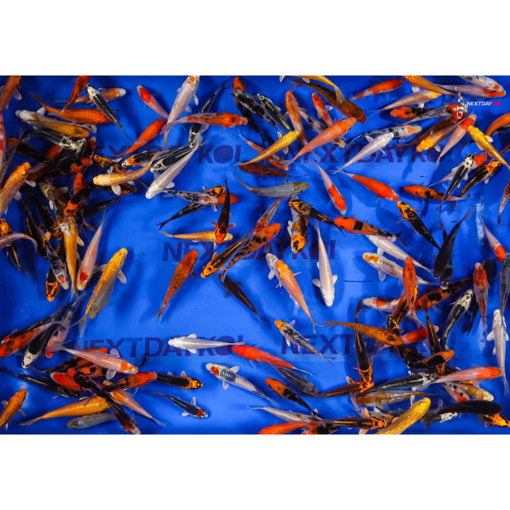 A Grade (Standard Grade) Imported Koi - Image 16