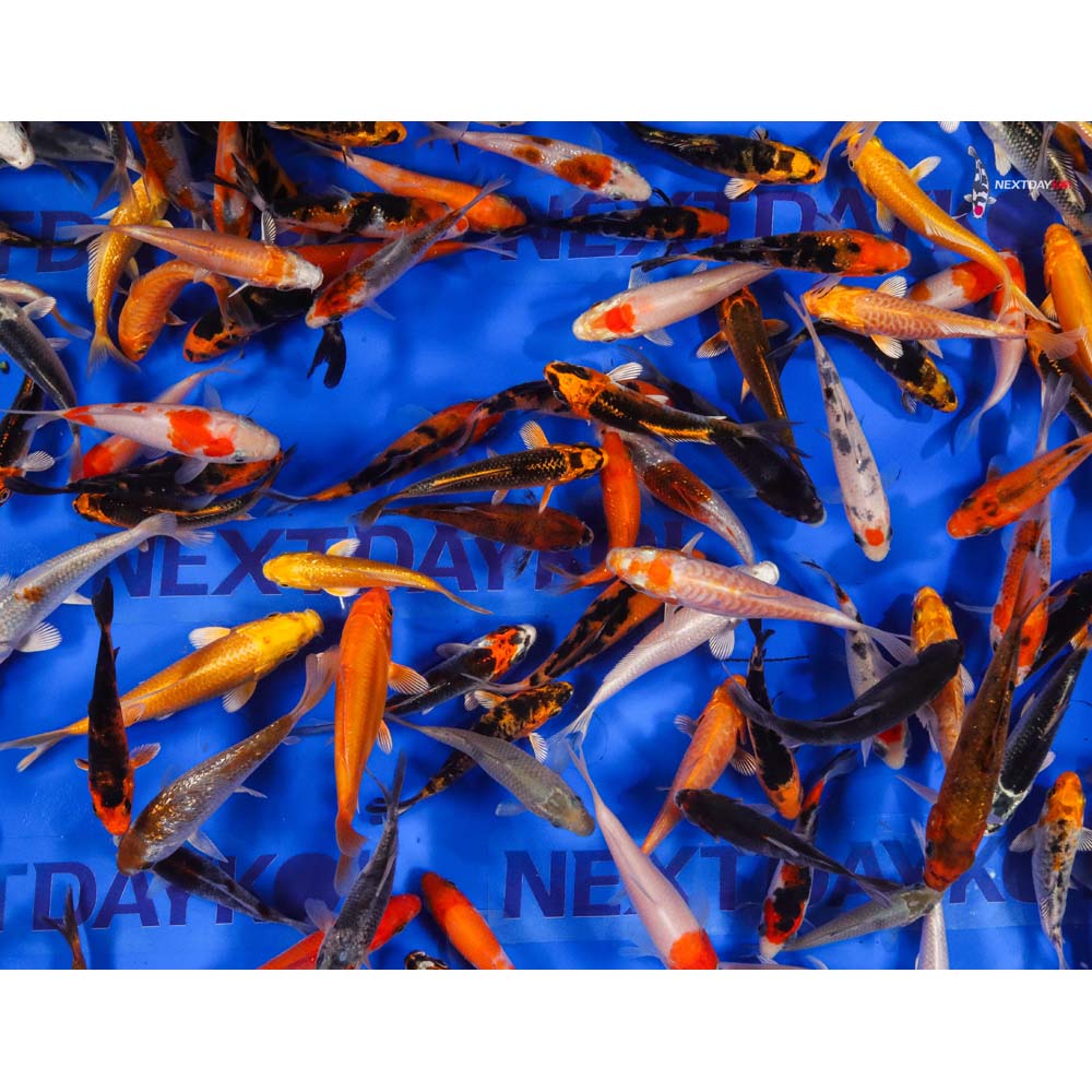 A Grade (Standard Grade) Imported Koi - Image 15