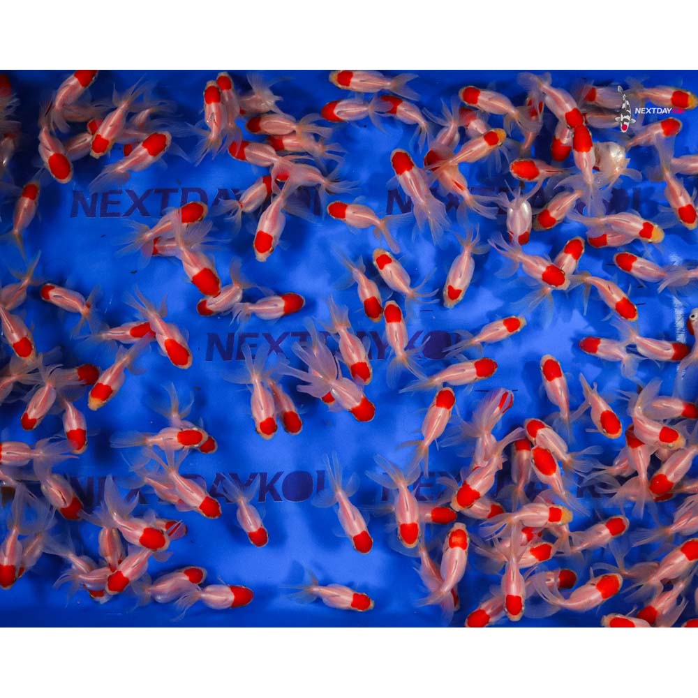 2-3" Imported Redcap Oranda Goldfish - Image 4