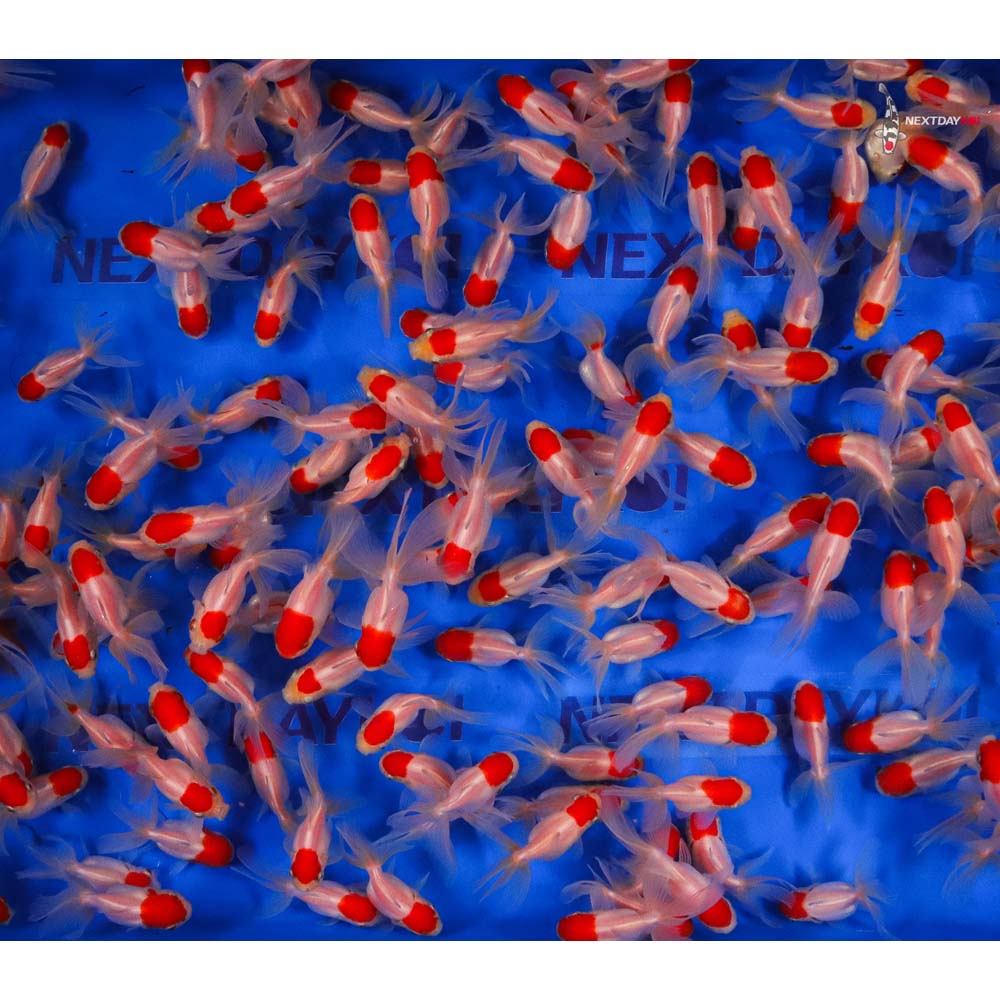 2-3" Imported Redcap Oranda Goldfish - Image 7