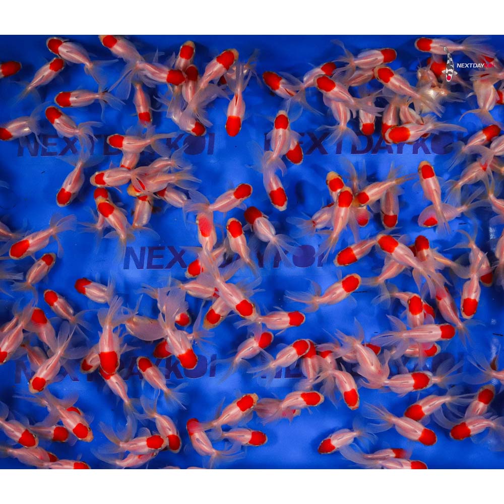 2-3" Imported Redcap Oranda Goldfish - Image 9