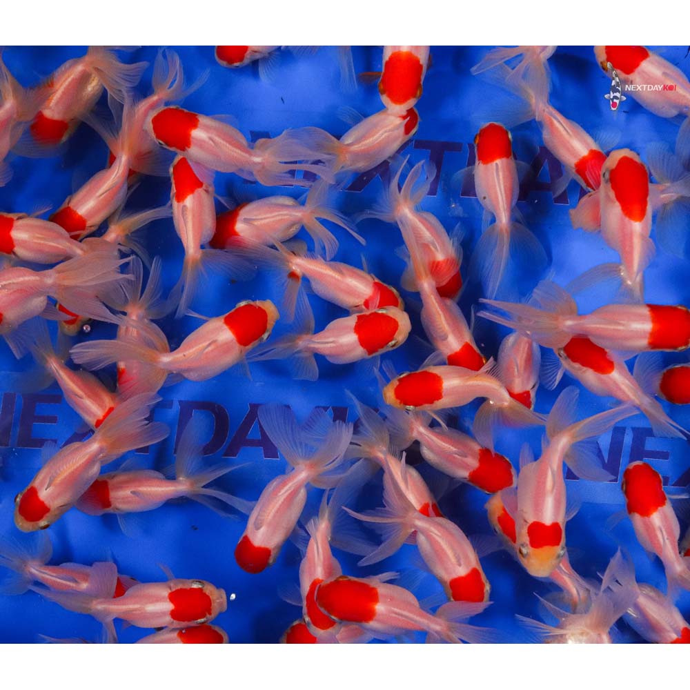 2-3" Imported Redcap Oranda Goldfish - Image 6