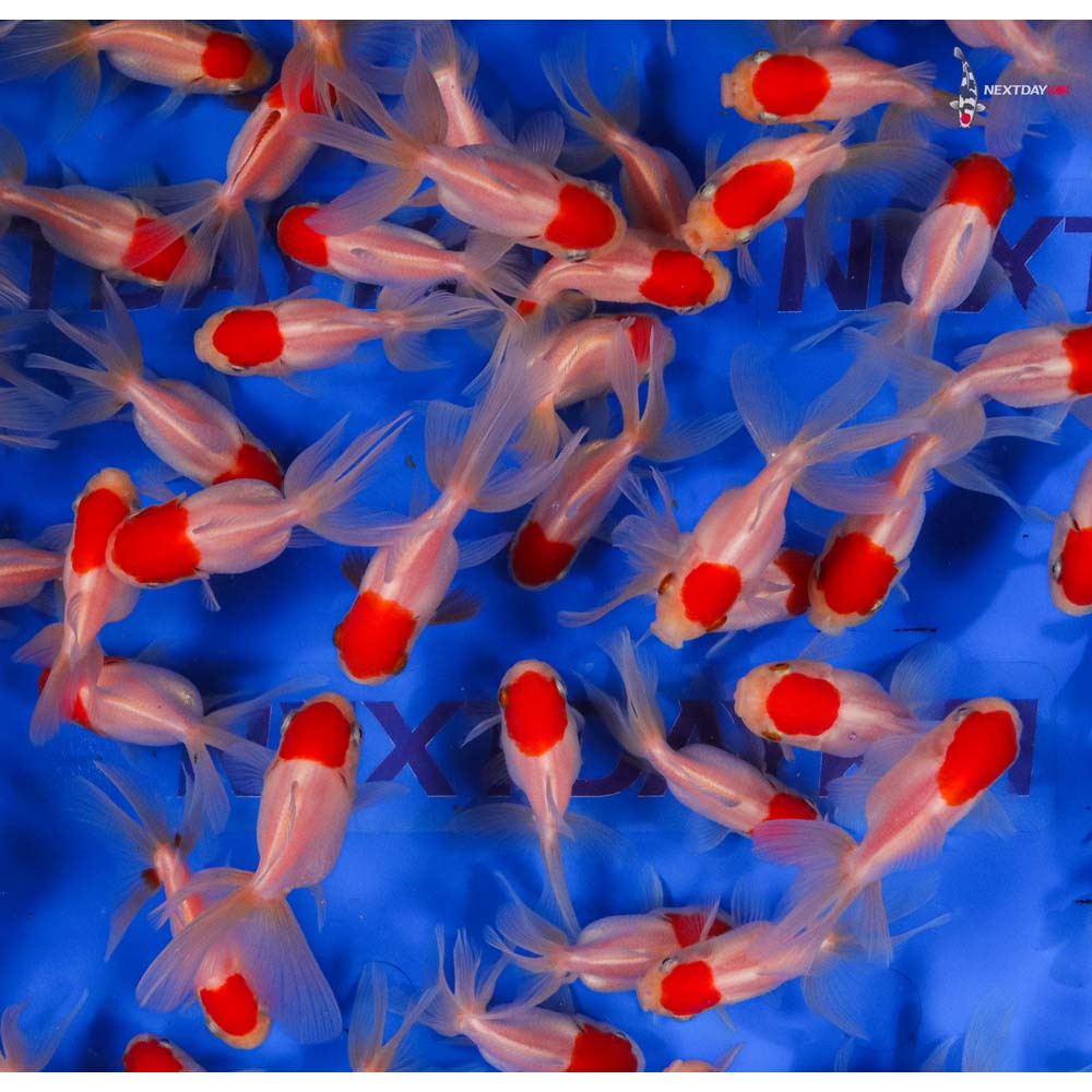 2-3" Imported Redcap Oranda Goldfish - Image 2