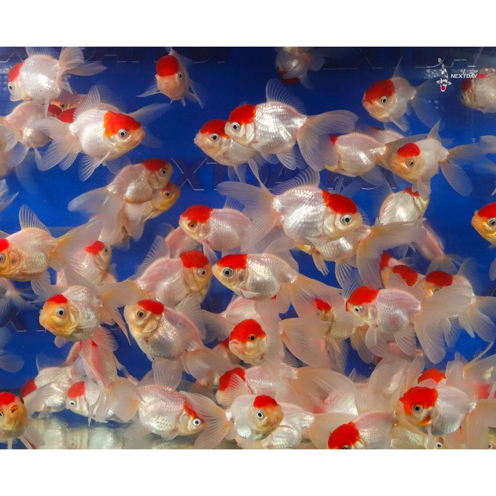 2-3" Imported Redcap Oranda Goldfish - Image 3