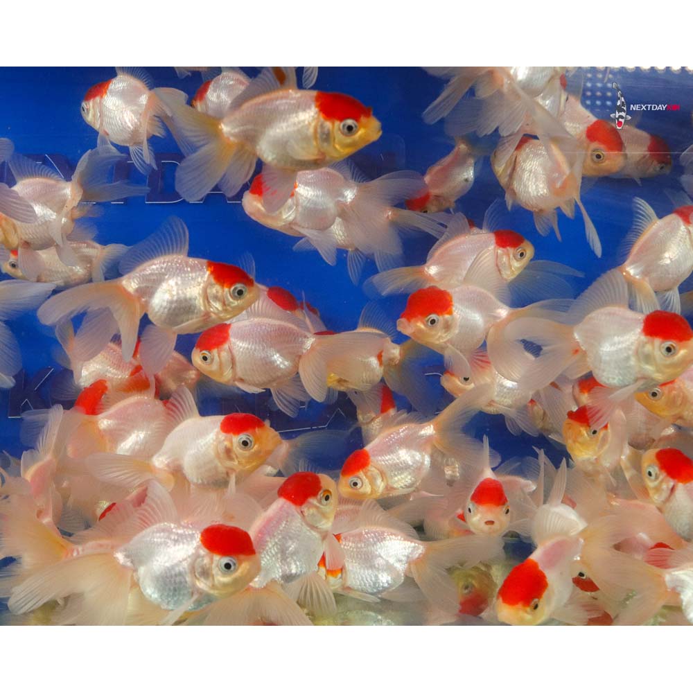 2-3" Imported Redcap Oranda Goldfish - Image 5
