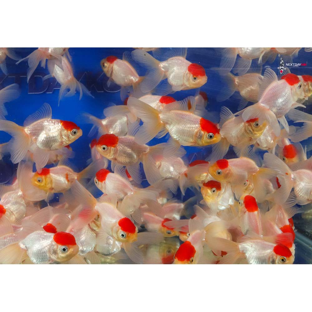 2-3" Imported Redcap Oranda Goldfish - Image 8