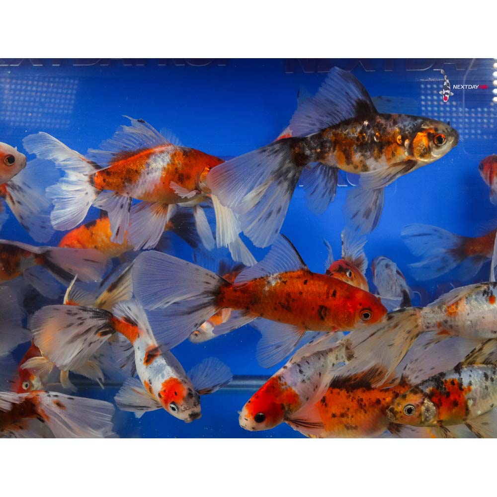 5-6” Imported Bristol Shubunkin Goldfish