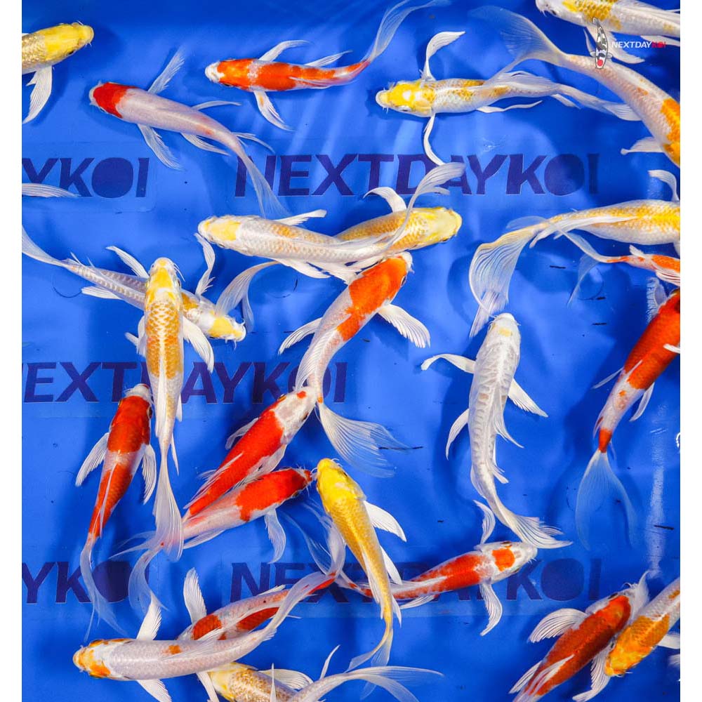 5-6" Imported Hikari (Metallic) Butterfly Koi Mix