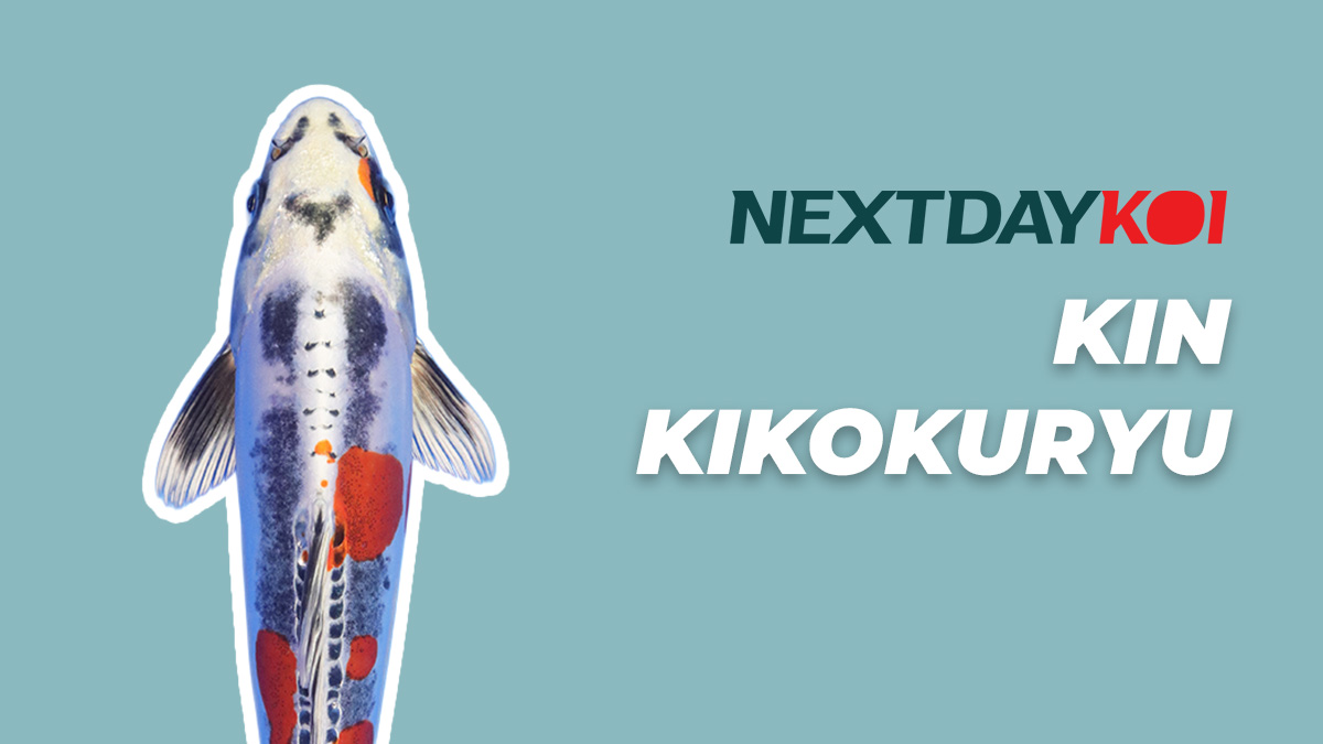 koikoi　送料ページ How to Ship your Koi — Children of the Sun Koi - Japanese Koi For Sale