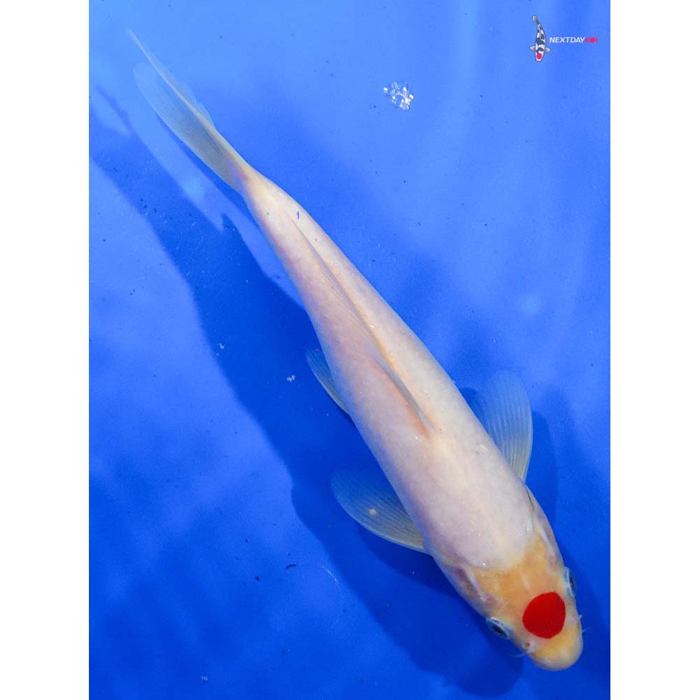 9” Imported Tancho Kohaku