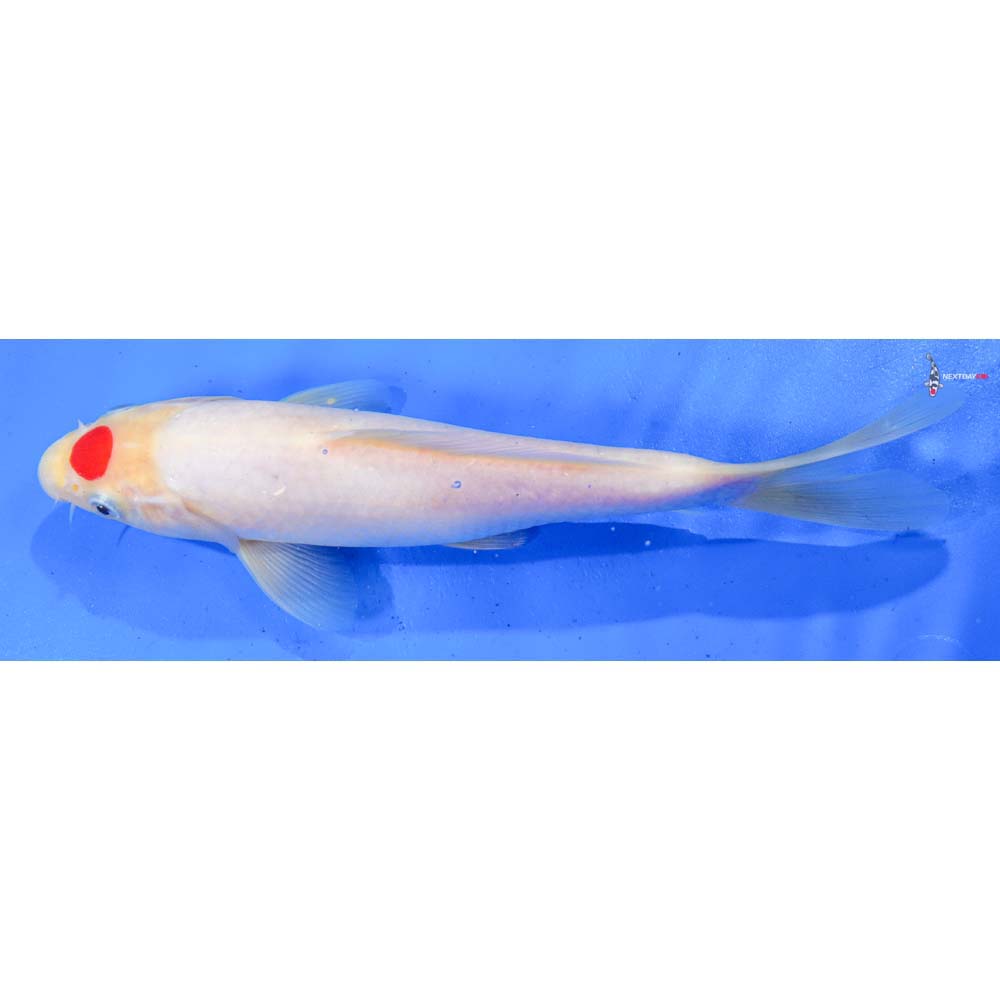 9” Imported Tancho Kohaku