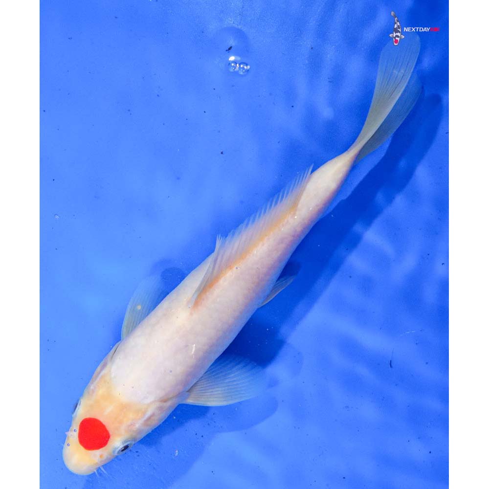 9” Imported Tancho Kohaku