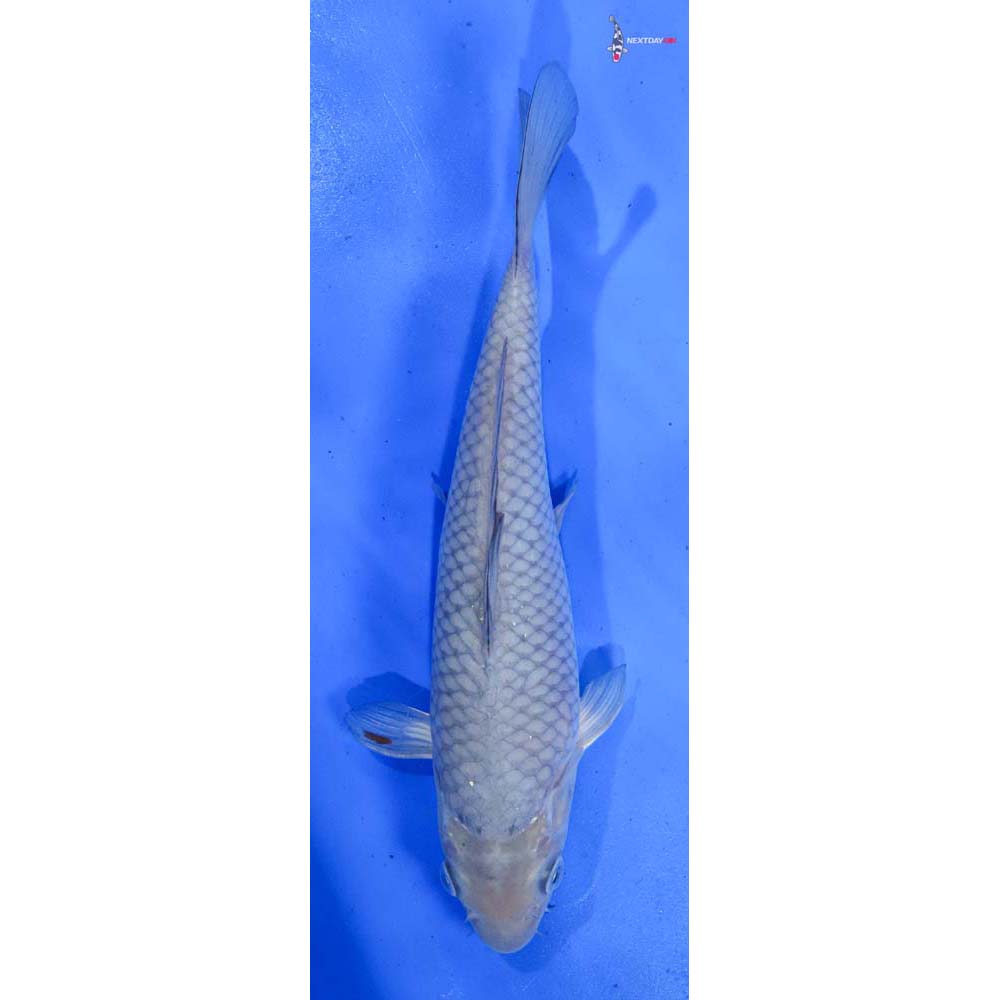 9.5” Imported Soragoi