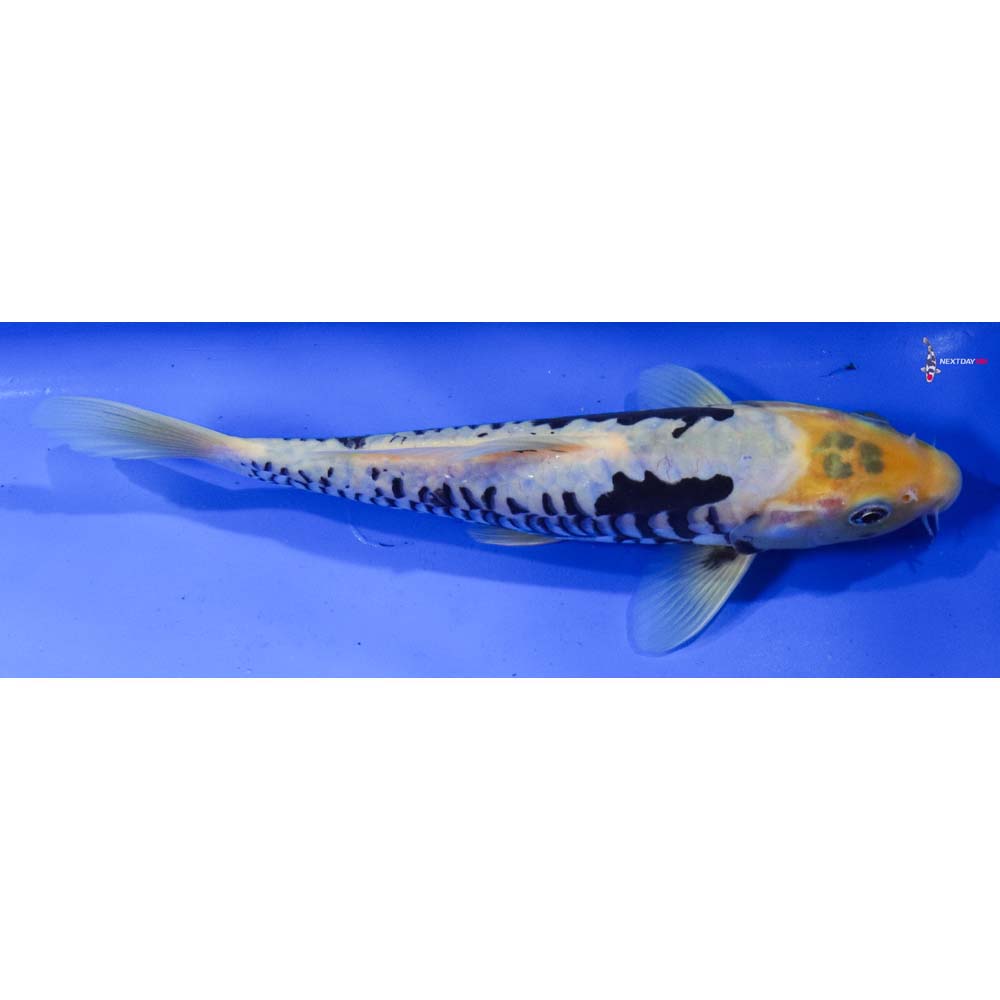 9.5” Imported Kumonryu