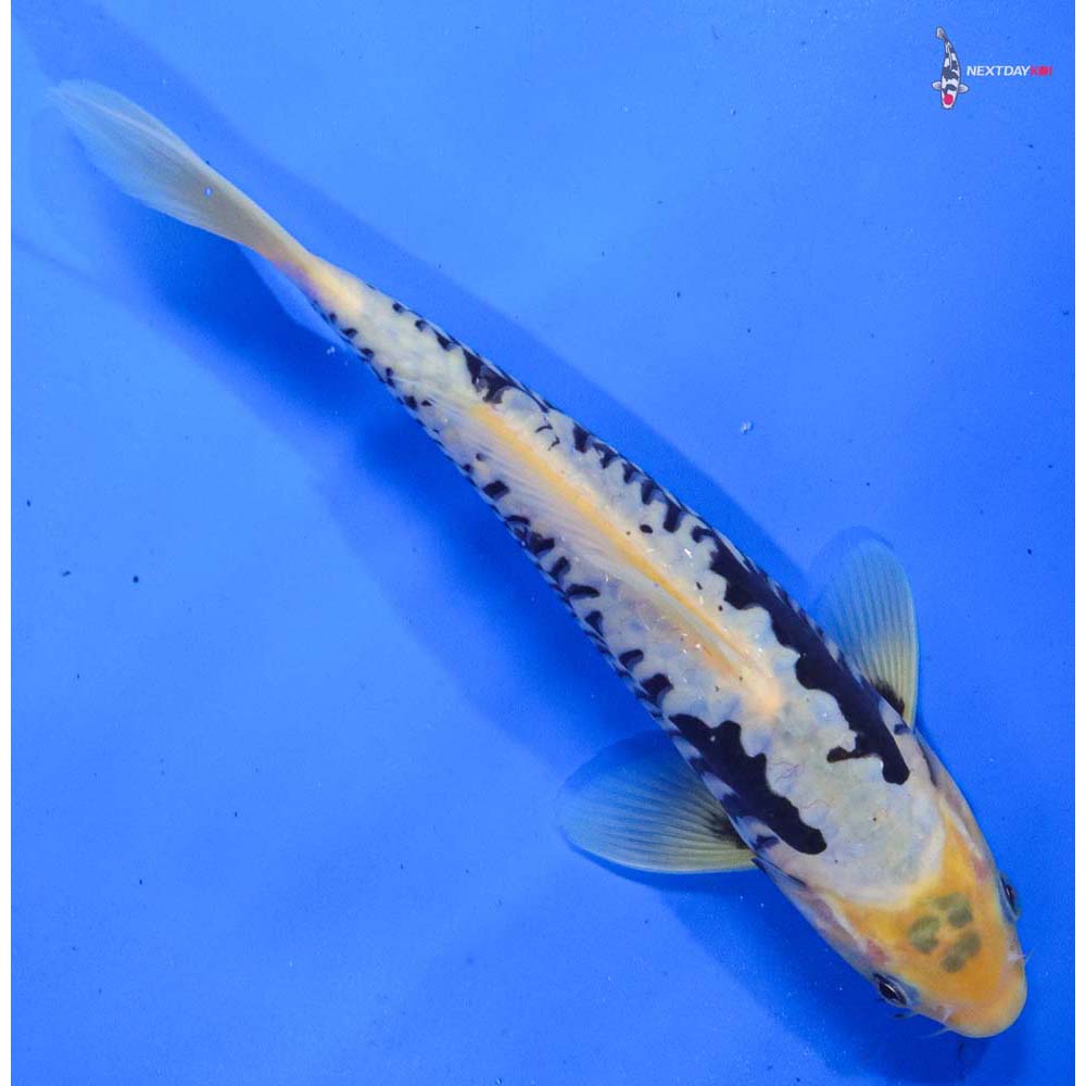 9.5” Imported Kumonryu