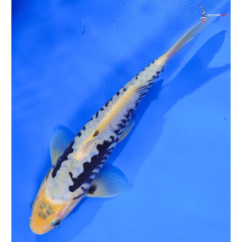 9.5” Imported Kumonryu