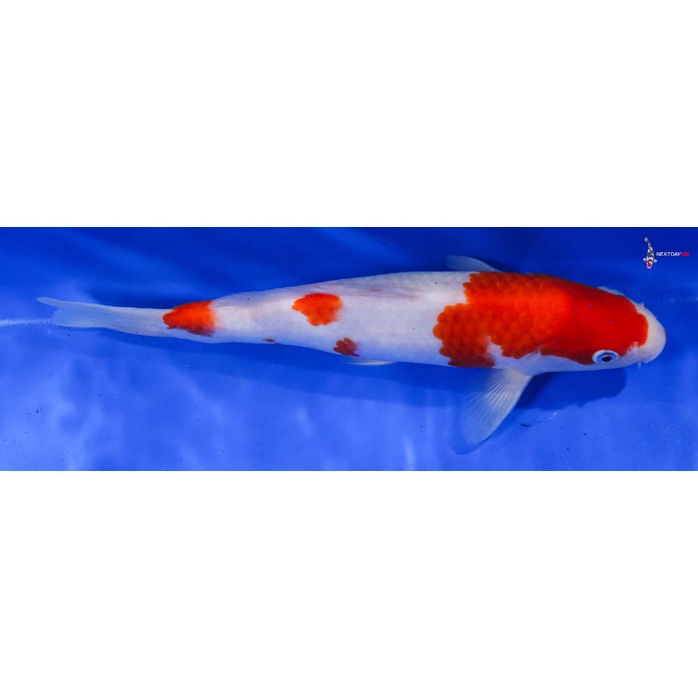 10” Imported Kohaku