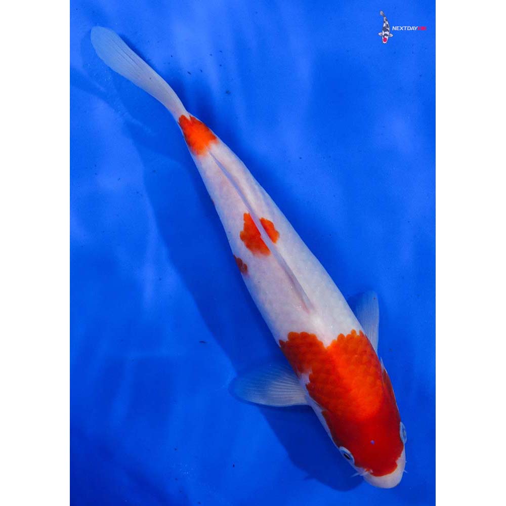 10” Imported Kohaku