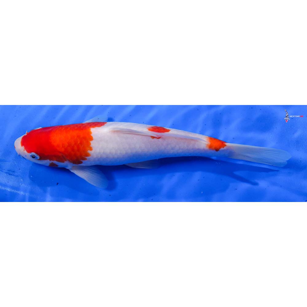 10” Imported Kohaku