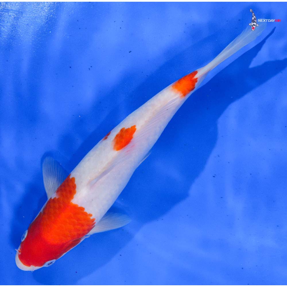10” Imported Kohaku