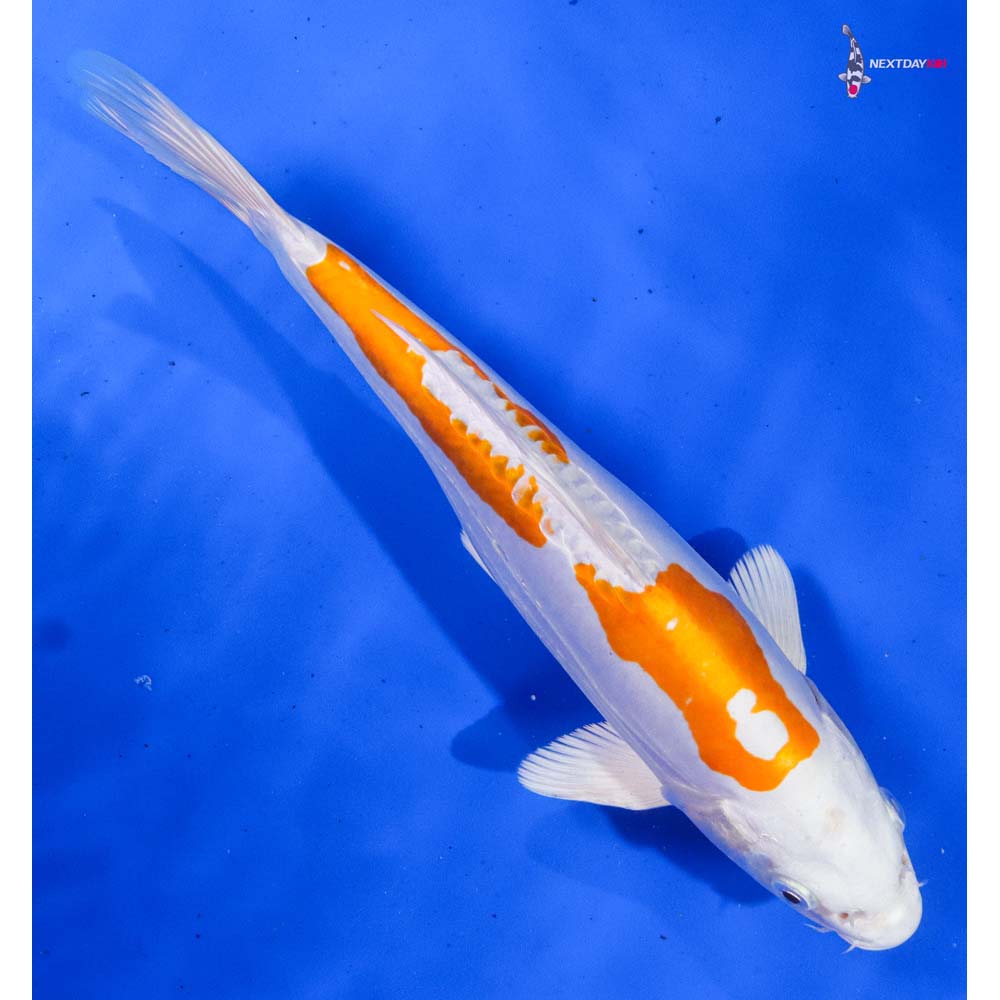 10.5” Imported Kikusui